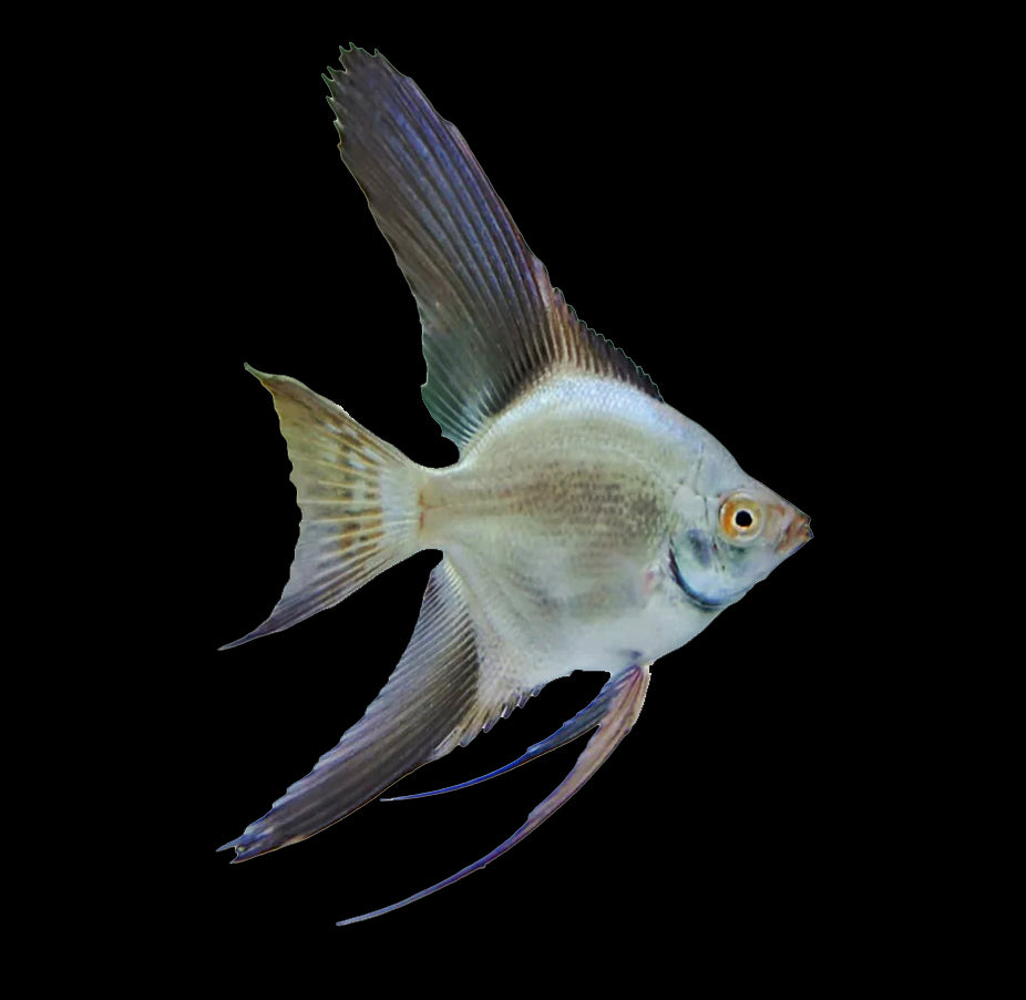 Angelfish Bulgarian Seal (Pterophyllum Scalare)