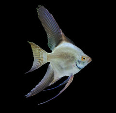 Angelfish Bulgarian Seal (Pterophyllum Scalare)