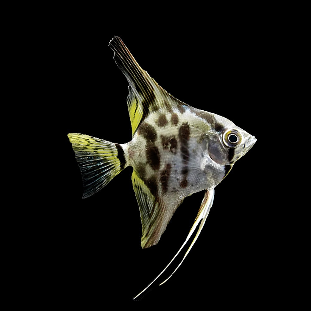 Angelfish Clown (Pterophyllum Scalare)