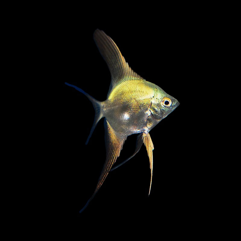 Angelfish Green Copper (Pterophyllum Scalare)