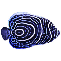 Angelfish Emperor (Pomacanthus Imperator) - Juvenile Form