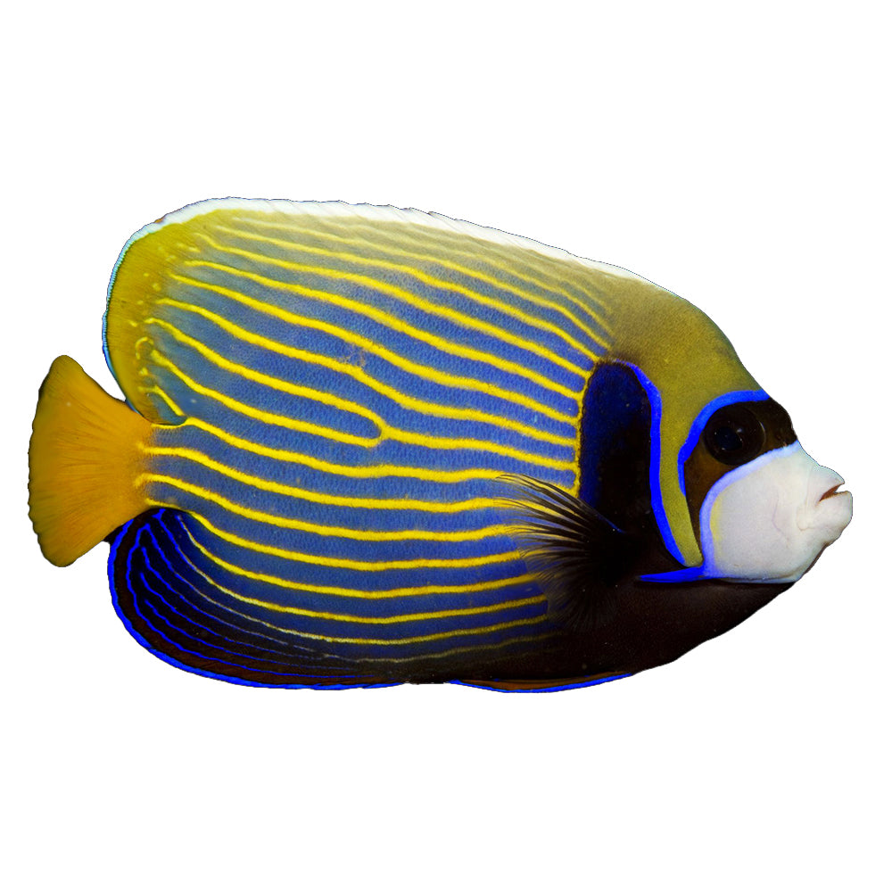 Angelfish Emperor (Pomacanthus Imperator) - Adult Form Available 4 June