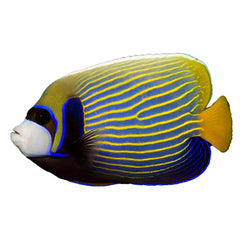 Angelfish Emperor (Pomacanthus Imperator) - Adult Form