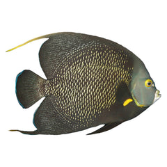 Angelfish French Adult (Pomacanthus Paru)
