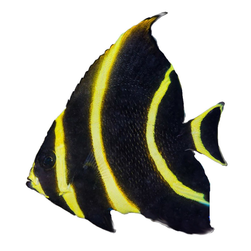 Angelfish French Juvenile (Pomacanthus Paru)