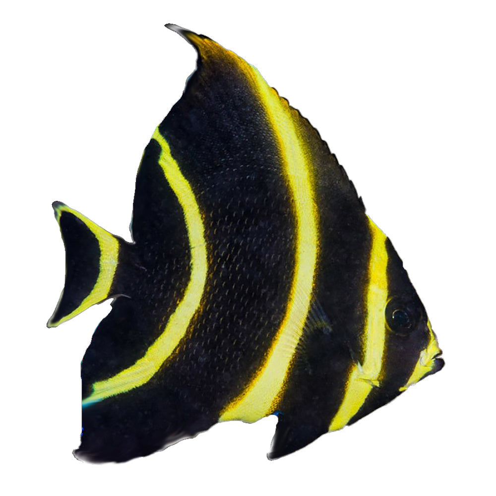 Angelfish French Juvenile (Pomacanthus Paru)