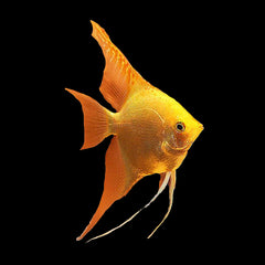 Angelfish Gold (Pterophyllum Scalare)