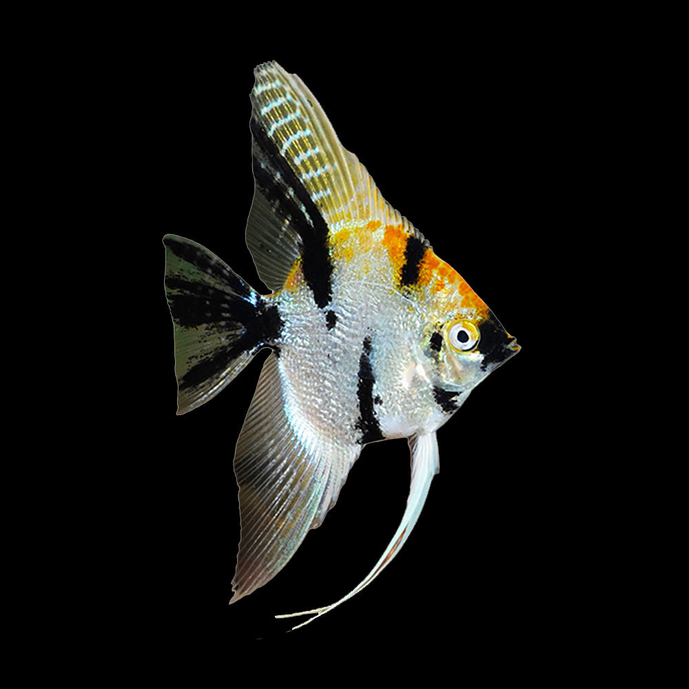 Angelfish Koi (Pterophyllum Scalare)