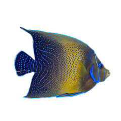 Angelfish Koran (Pomacanthus Semicirculatus) - Adult Form
