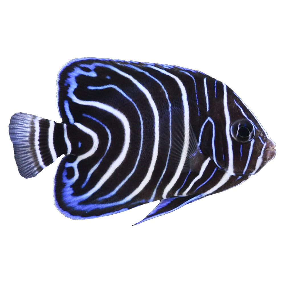 Angelfish Koran (Pomacanthus Semicirculatus) - Juvenile Form (Available 4 June)