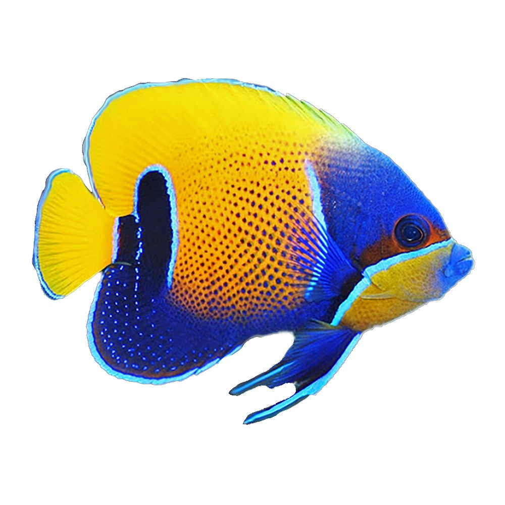 Angelfish Majestic (Pomacanthus Navarchus)