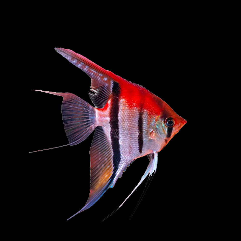Angelfish Manacapuru (Pterophyllum Scalare﻿)