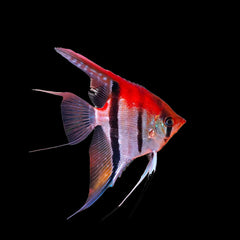 Angelfish Manacapuru (Pterophyllum Scalare﻿)