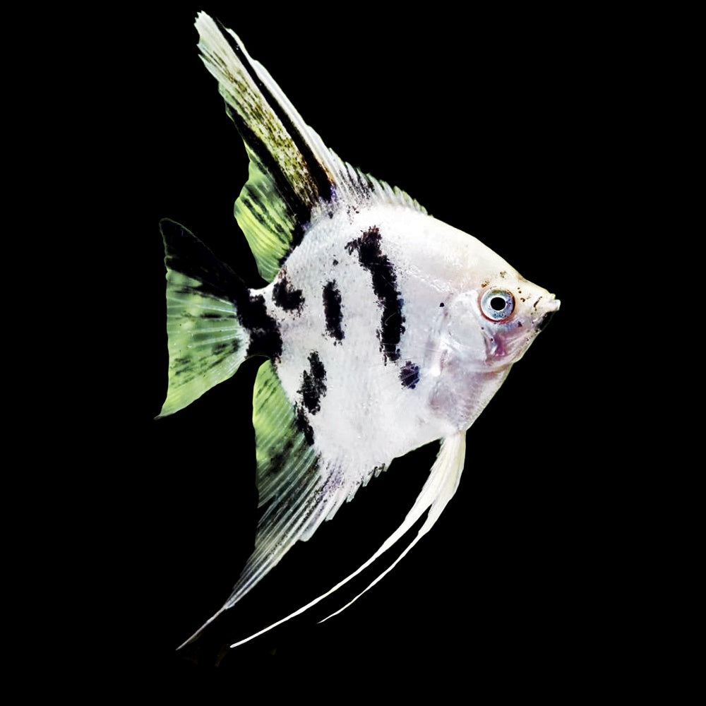 Angelfish Panda (Pterophyllum Scalare)