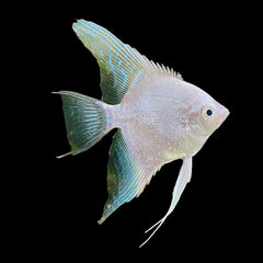 Angelfish Platinum (Pterophyllum Scalare)