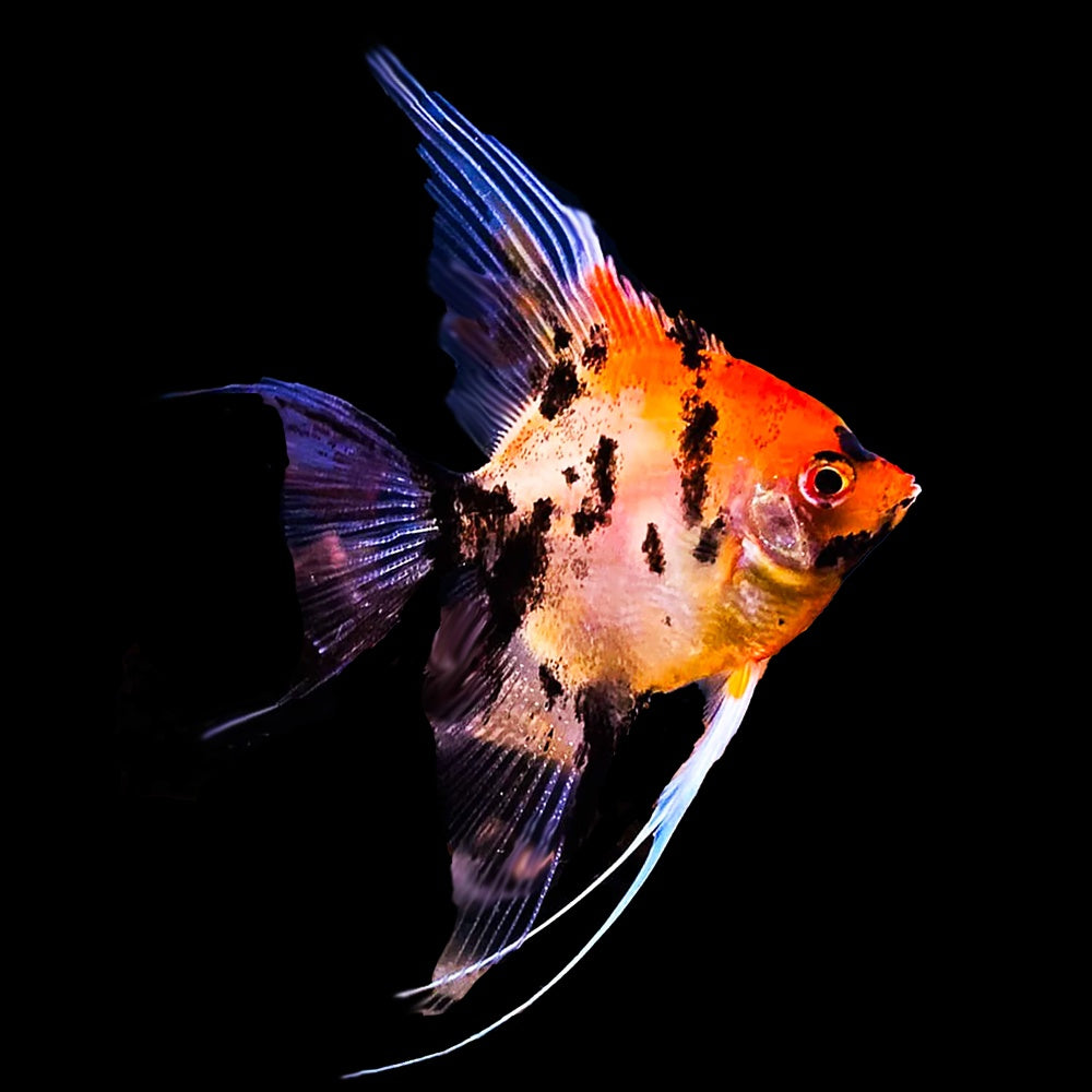 Angelfish Red Devil (Pterophyllum Scalare)