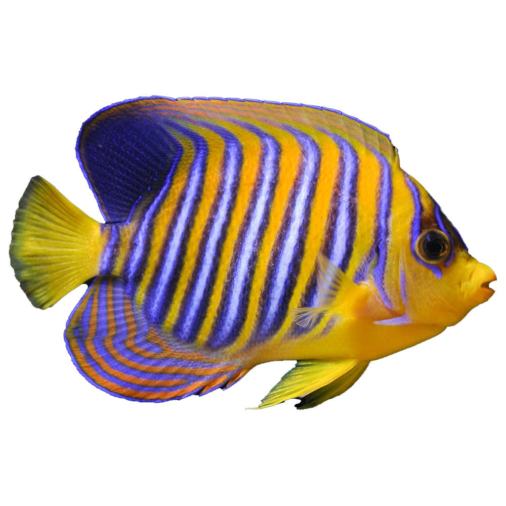Angelfish Regal (Pygoplites Diacanthus)