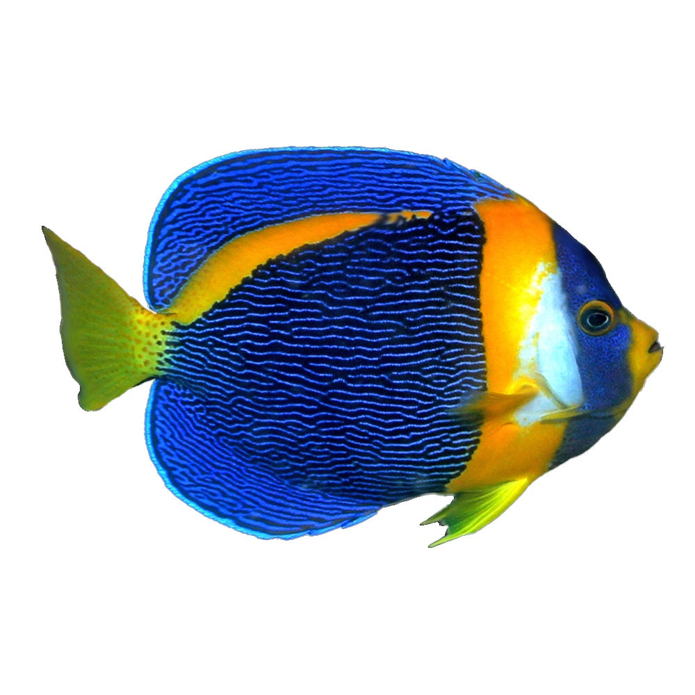 Angelfish Scribbled (Chaetodontoplus Duboulayi)