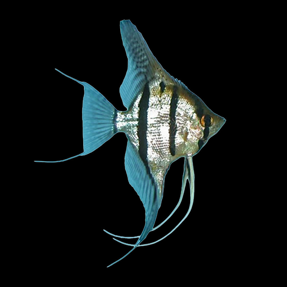 Angelfish Silver (Pterophyllum Scalare﻿)