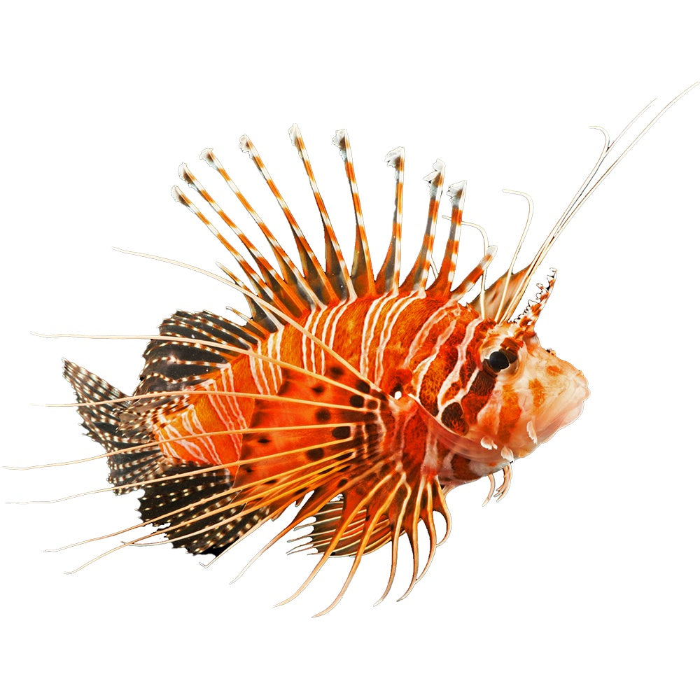 Lionfish Antennata (Pterois Antennata) - Available 4 June