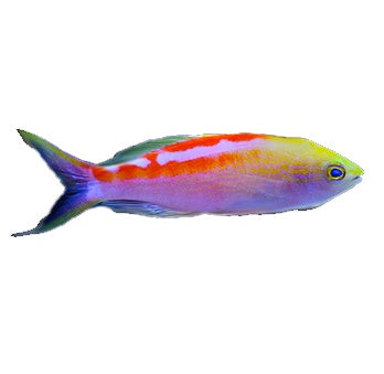 Anthias Aurulentus