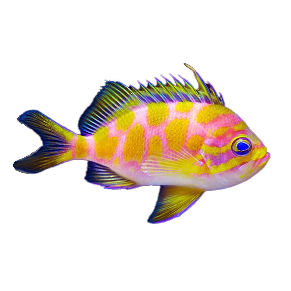 Anthias Blotchy