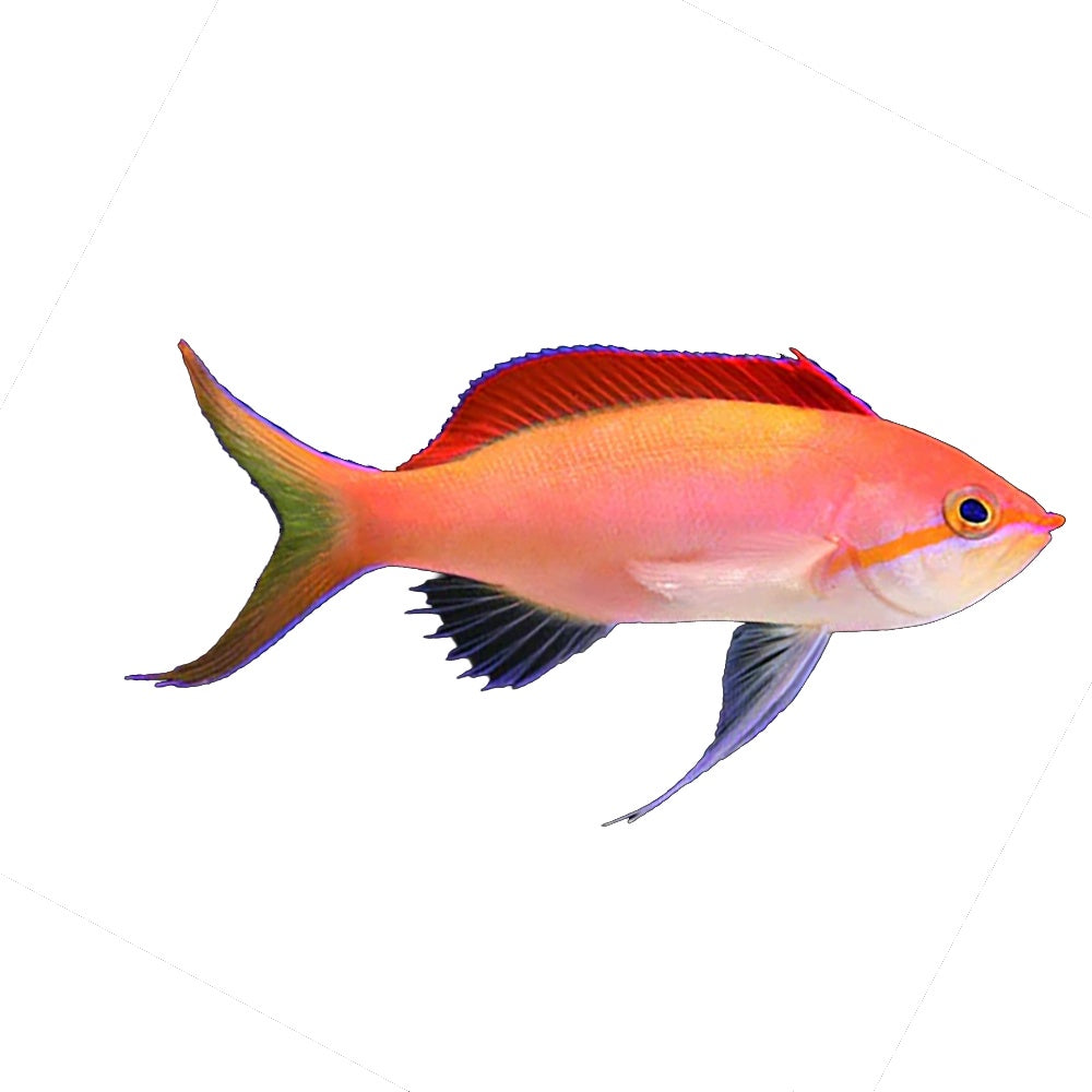 Anthias Twotone (Nemanthias Dispar)
