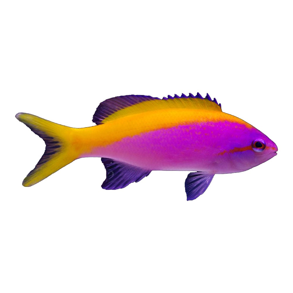 Anthias Evansi