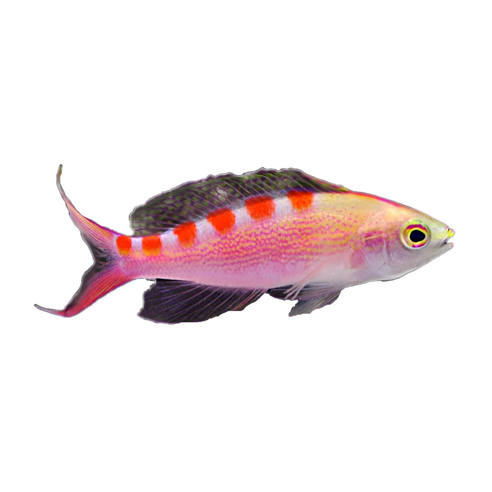 Anthias Saddleback (Anthias Flavoguttattus) Available 4 June