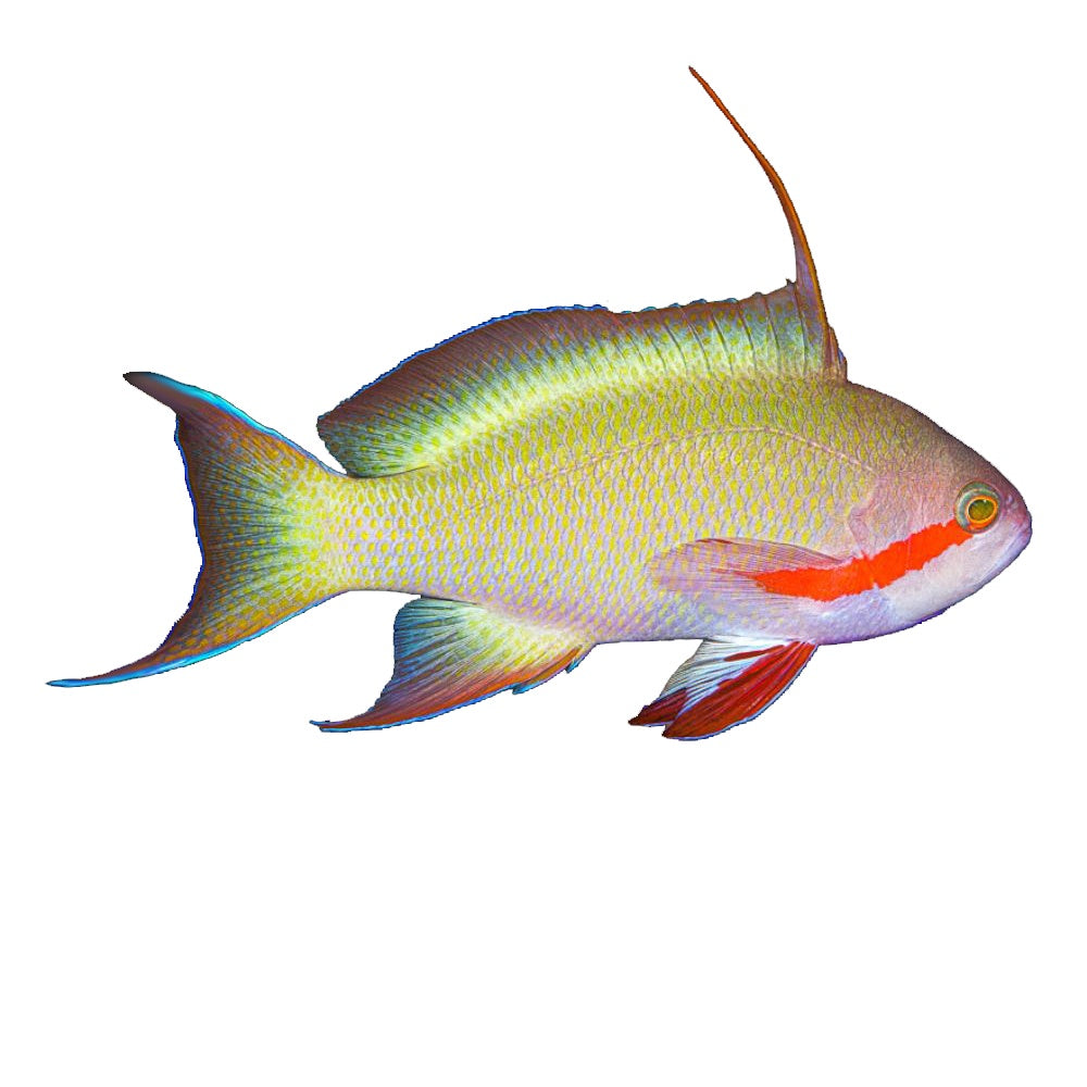 Anthias Hutchii