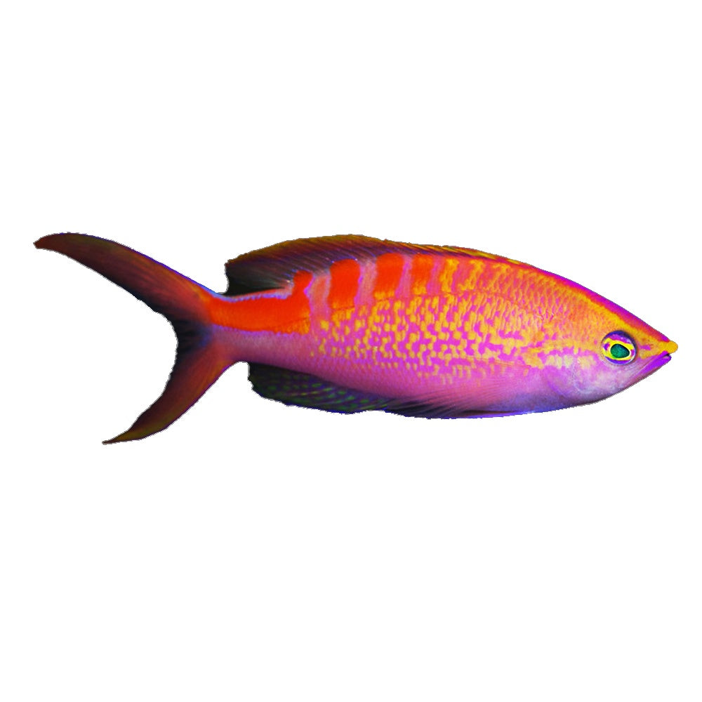 Anthias Lori