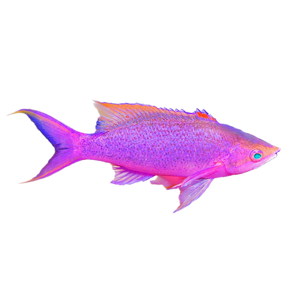 Anthias Pascalus