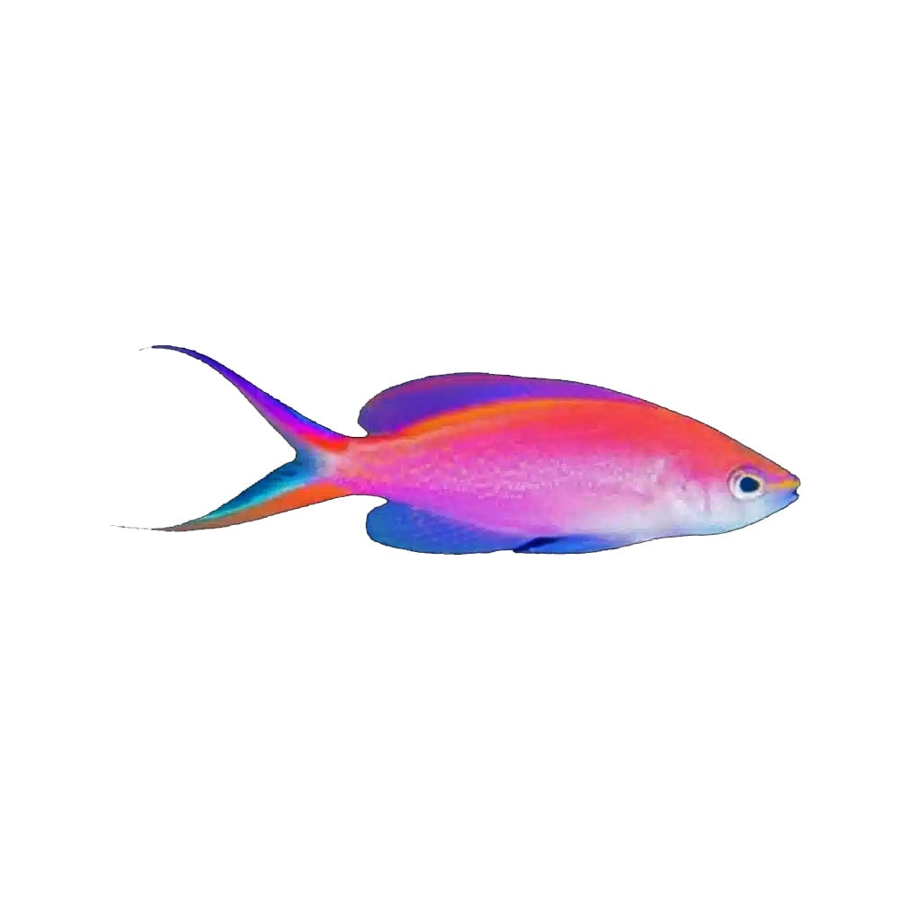 Anthias Princess (Pseudanthias Smithvanizi)