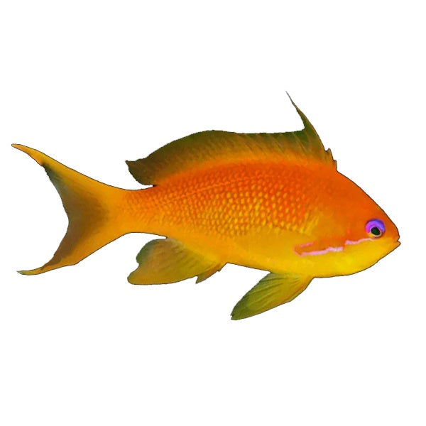 Anthias Lyretail Female (Anthias Squamipinnis)