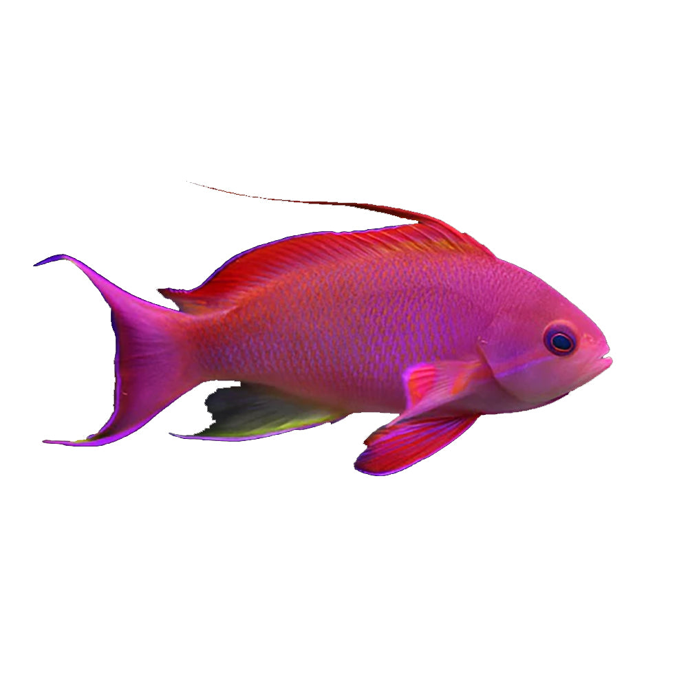 Anthias Lyretail Male (Lyretail Squamipinnis)