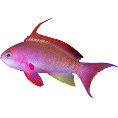 Anthias squamipinnis Lyretail Anthias in reef aquarium