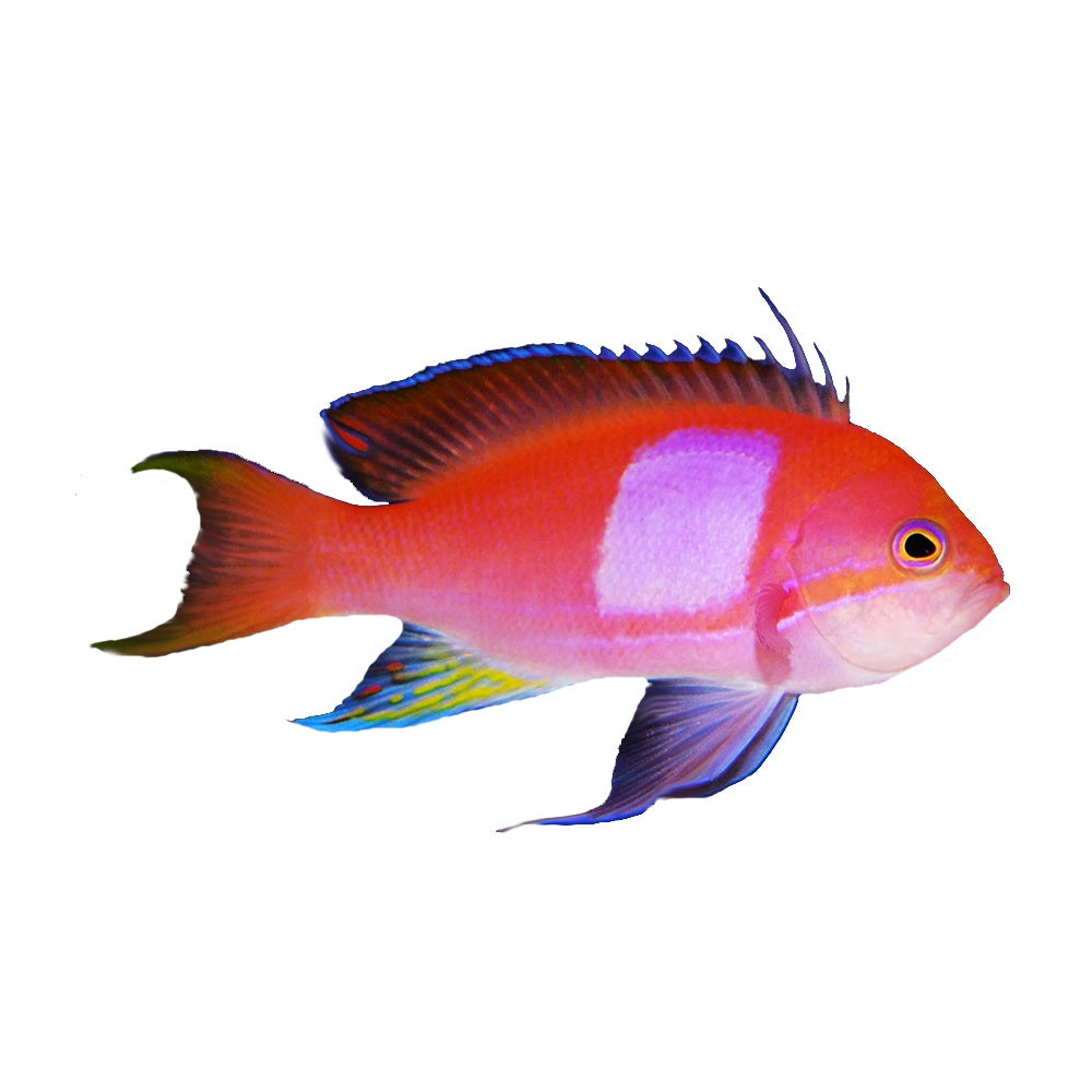 Anthias Squareback (Pseudanthias Pleurotaenia)