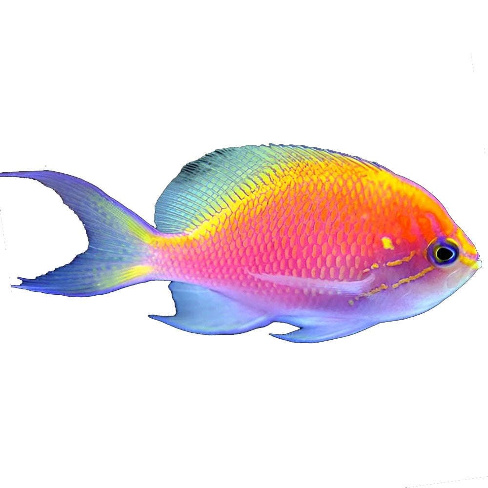 Anthias Sunburst