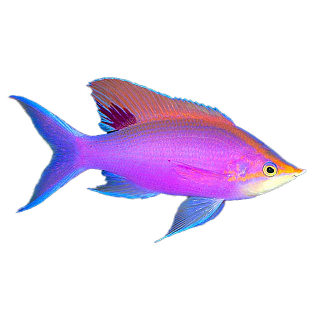 Anthias Tuka