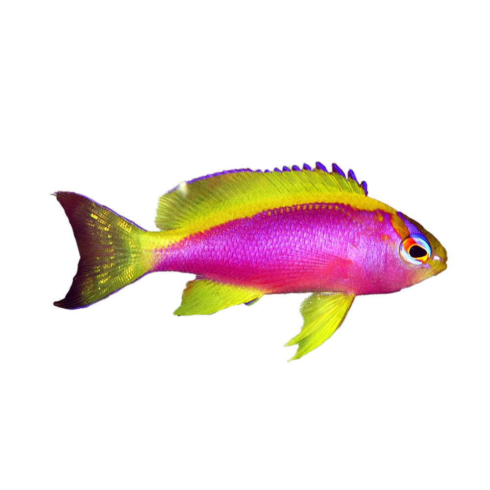 Anthias Ventralis Female