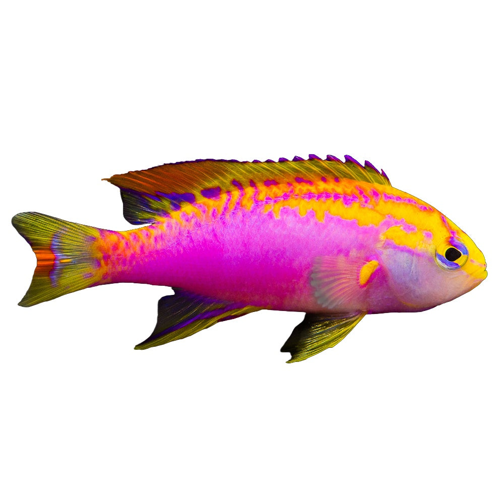 Anthias Ventralis Male