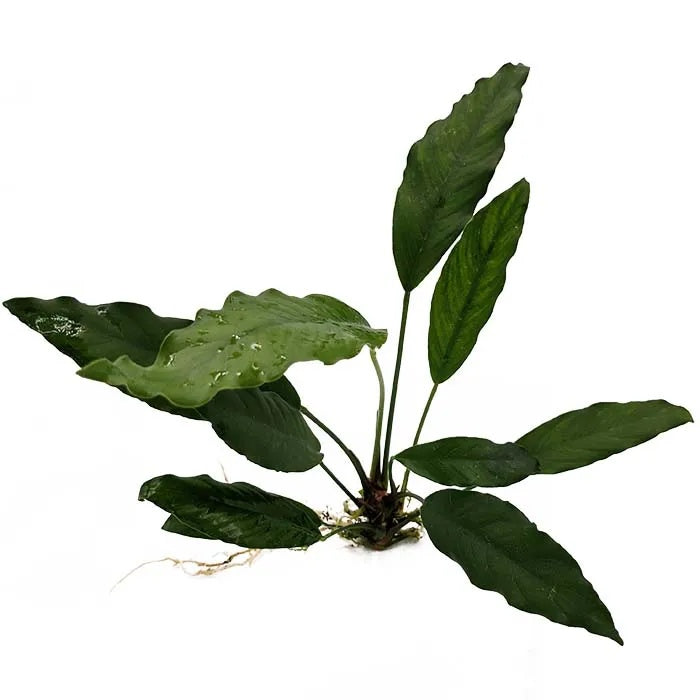 Anubias Afzelli New (10-20cm)