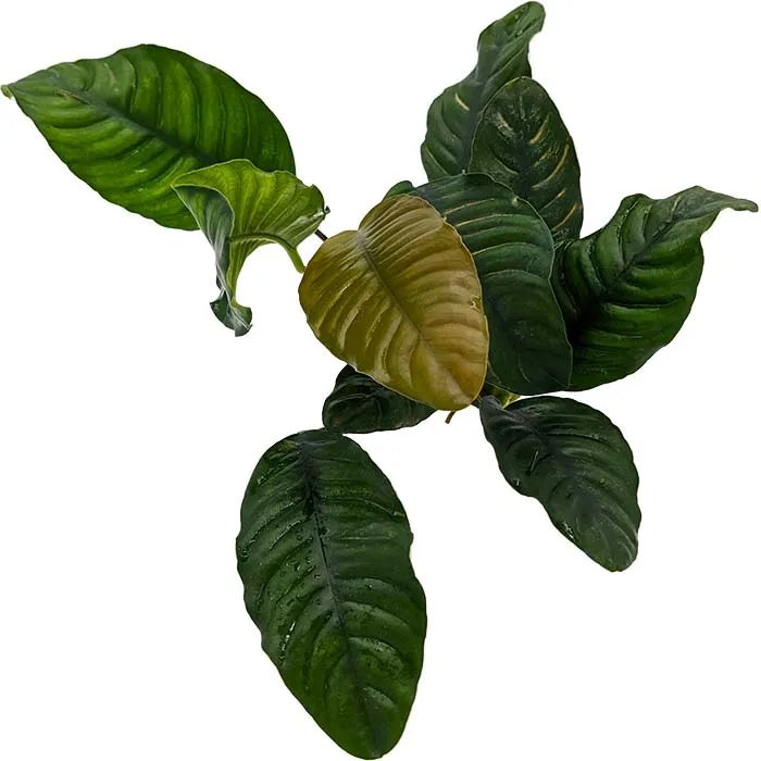 Anubias Coffeefolia (10-20cm)