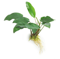 Anubias Emelard Heart