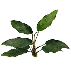 Anubias Isabelle