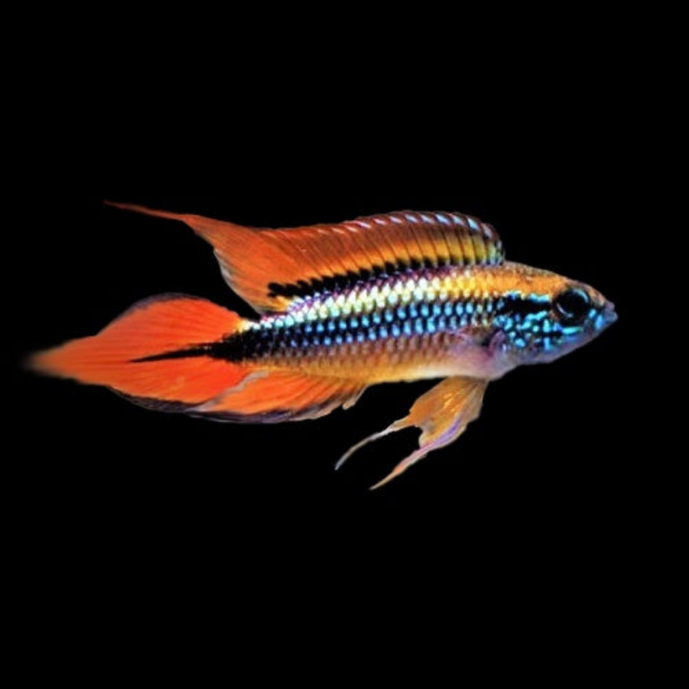 Apistogramma Agassizi Double Red