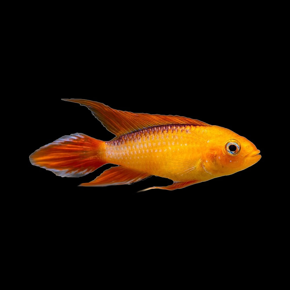 Apistogramma Agassizi Fire Red