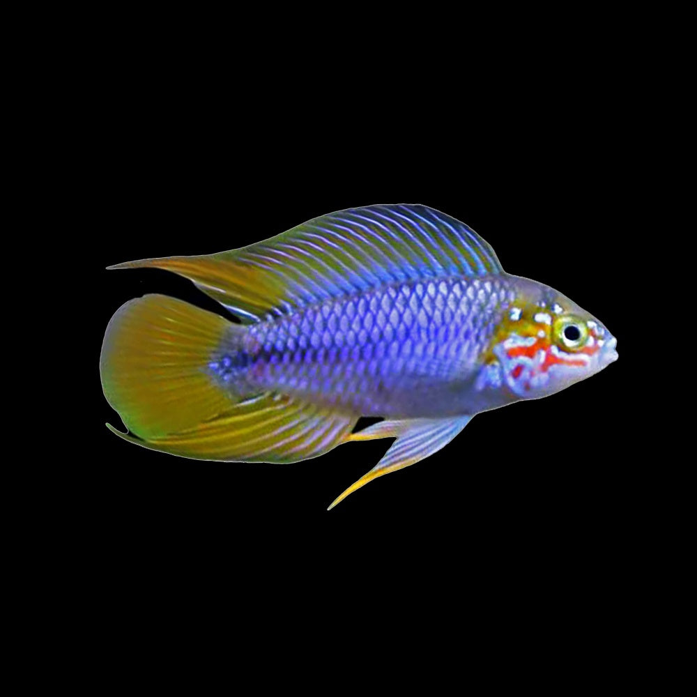 Apistogramma Borelli Opal