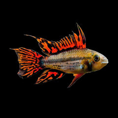 Apistogramma Cacatuoides Double Red