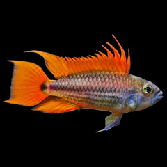 Apistogramma Cacatuoides Orange